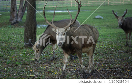 Pere David's deers male groupe (Elaphurus davidianus) 119928404