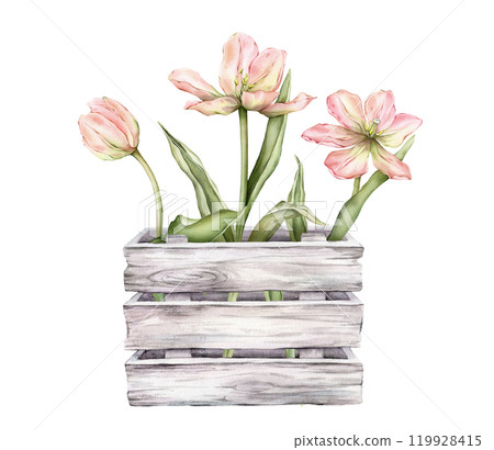 Pastel pink light yellow bud bouquet Tulips in wooden box watercolor illustration isolated on background. Hand drawn delicate garden spring perennial bulbous flower for spring wedding design or card. Pastel pink light yellow bud bouquet Tulips in wooden box watercolor illustration isolated on background. Hand drawn delicate garden spring perennial bulbous flower for spring wedding design or card. 119928415