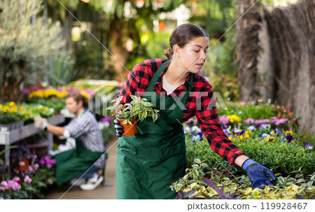 Young woman florist attentively examines the Tradescantia 119928467