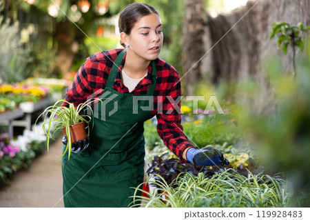 Young woman florist checks chlorophytum for the presence of diseases Young woman florist checks chlorophytum for the presence of diseases 119928483