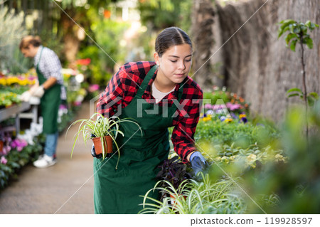 Young female worker of gardening store arranging potted chlorophytum 119928597
