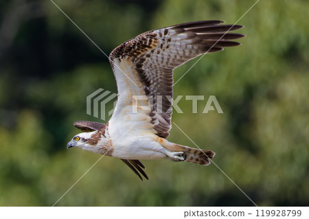 Osprey gliding with wings spread Osprey gliding with wings spread 119928799
