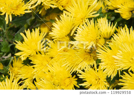 Edible chrysanthemum in fields Edible chrysanthemum in fields 119929558