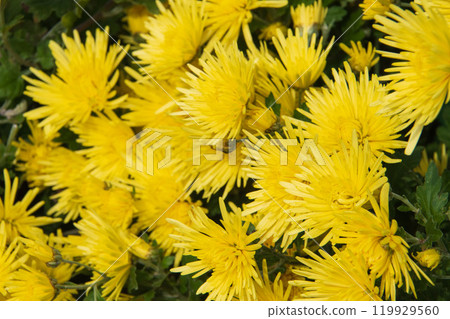 Edible chrysanthemum in fields Edible chrysanthemum in fields 119929560