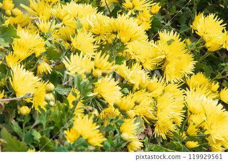 Edible chrysanthemum in fields Edible chrysanthemum in fields 119929561