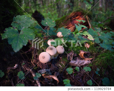 奧穗高山上的圓形蘑菇 奧穗高山上的圓形蘑菇 119929784