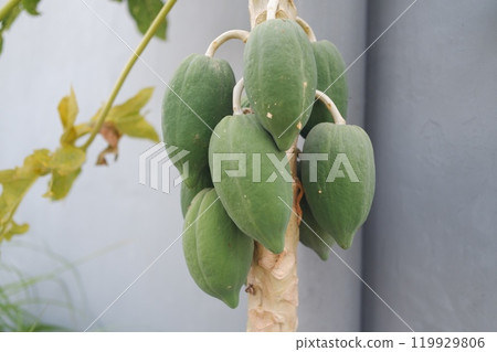 Young Papayas: Nature's Green Bounty 119929806