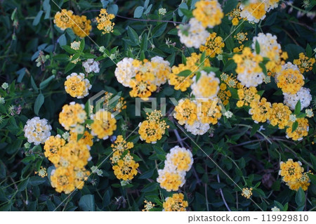 White and yellow flowers in the garden on a sunny day. Selective focus. 119929810