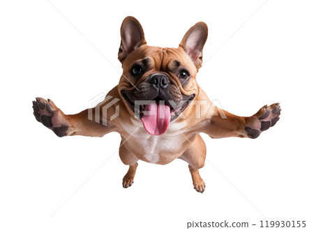 Playful French Bulldog Jumping with Tongue Out on Transparent Background Playful French Bulldog Jumping with Tongue Out on Transparent Background 119930155