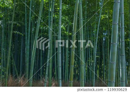 京都嵐山竹林風光 119930629