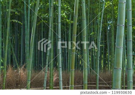 京都嵐山竹林風光 119930630
