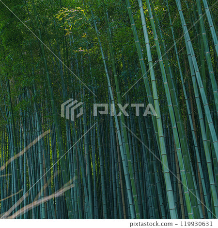 京都嵐山竹林風光 119930631
