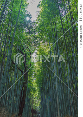Bamboo forest scenery in Arashiyama, Kyoto Bamboo forest scenery in Arashiyama, Kyoto 119930638