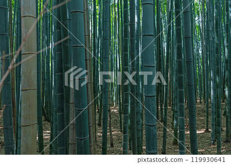 京都嵐山竹林風光 119930641