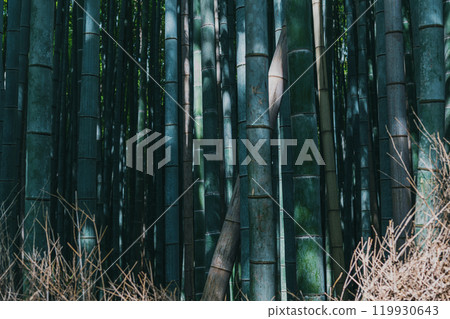 Bamboo forest scenery in Arashiyama, Kyoto 119930643