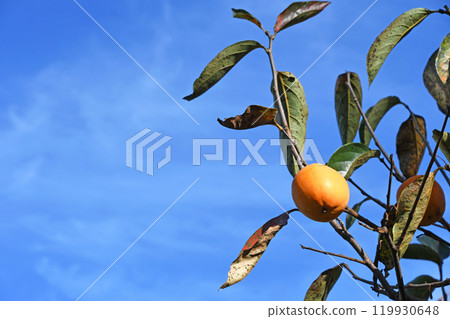 Autumn sky and persimmon fruit Autumn sky and persimmon fruit 119930648