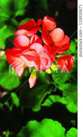 Geranium red flower landscape 119930671