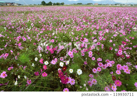三重縣伊鍋郡東院町的波斯菊花田(盛開) 三重縣伊鍋郡東院町的波斯菊花田(盛開) 119930711