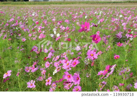 Cosmos field in full bloom in Toin Town, Inabe County, Mie Prefecture Cosmos field in full bloom in Toin Town, Inabe County, Mie Prefecture 119930718