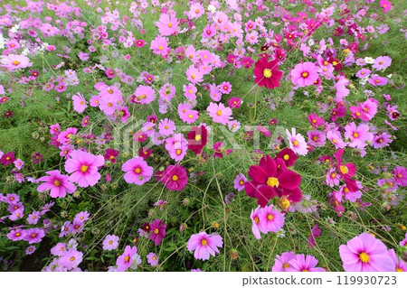 Cosmos field in full bloom in Toin Town, Inabe County, Mie Prefecture 119930723