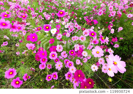 Cosmos field in full bloom in Toin Town, Inabe County, Mie Prefecture 119930724
