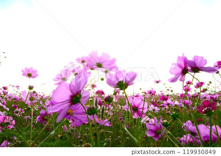 Cosmos field in Toin Town, Inabe County, Mie Prefecture (low angle) Cosmos field in Toin Town, Inabe County, Mie Prefecture (low angle) 119930849