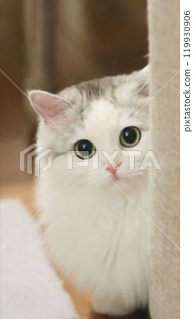 一隻貓盯著你 119930906