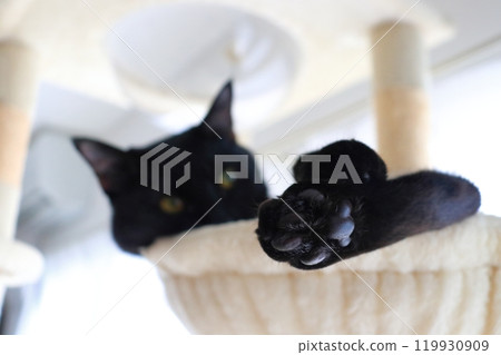 黑貓貓塔腳 黑貓貓塔腳 119930909