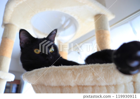 黑貓貓塔 119930911