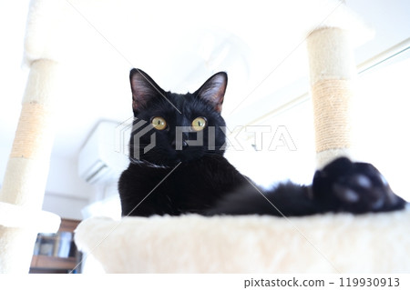 黑貓貓塔 119930913