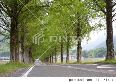 Tree-lined road of fresh green metasequoia 119931585