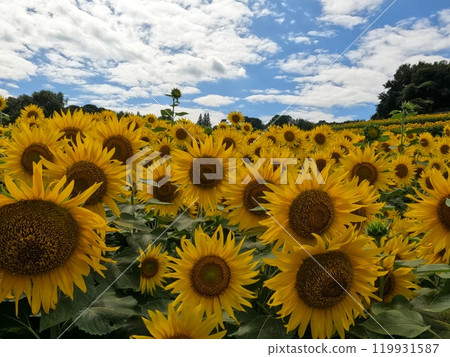Sunflowers in full bloom facing the sun 119931587