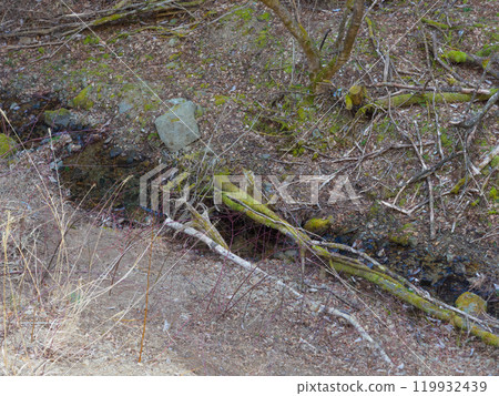 A landscape with moss-covered fallen trees below 119932439