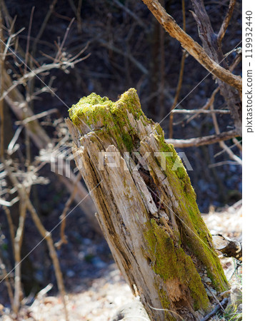 斷樹上長滿青苔 119932440