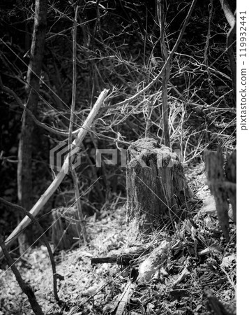 一棵折斷的樹的單色照片 119932441