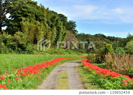 Red spider lilies blooming in Chigasaki Satoyama Park 119932459