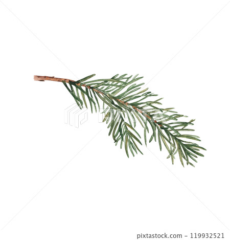 Fir Branch. Watercolor Hand painted illustration of Winter forest plant with green needles on white background. Pine or Spruce Twig For Christmas and New Year design, prints or decorations. Fir Branch. Watercolor Hand painted illustration of Winter forest plant with green needles on white background. Pine or Spruce Twig For Christmas and New Year design, prints or decorations. 119932521