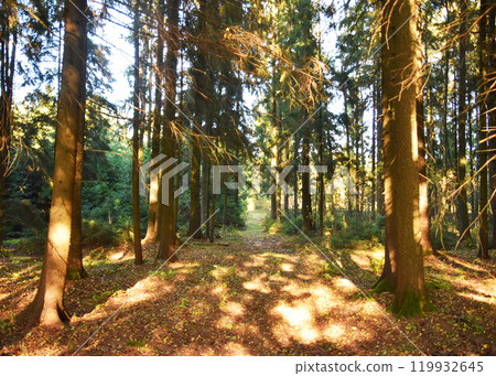 The bright sun is shining beautifully through the trees in the forest The bright sun is shining beautifully through the trees in the forest 119932645