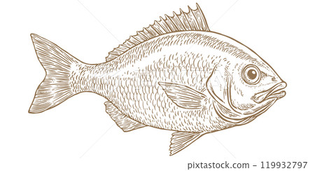Gilt-head bream, fish, Dorado, seafood, sketch. Vintage retro print, seafood fish sketch, sea life, ink pencil style drawing engrave old school sketch, hand drawn. Sketch artwork fish. Illustration 119932797