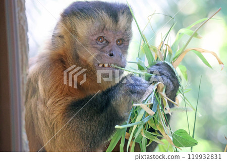 Tufted capuchin monkey 119932831
