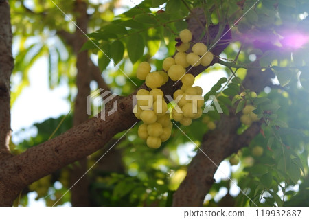 star gooseberry on tree. selective focus star gooseberry on tree. selective focus 119932887