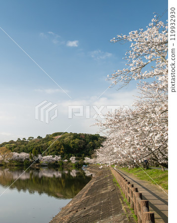 Cherry blossoms in full bloom and blue sky 119932930