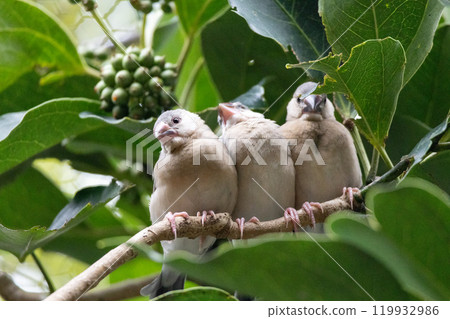 年輕的麻雀團子 119932986