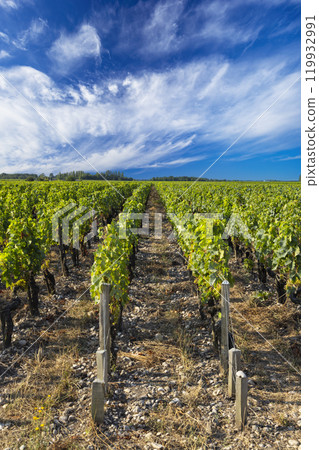 Typical vineyards near Chateau Pichon Longueville Baron, Bordeaux, Aquitaine, France 119932991