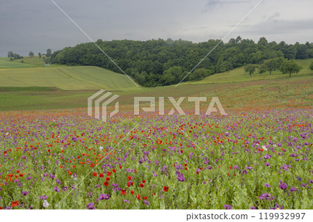 Typical spring landscape with poppies near Silica (Szilice), National Park Slovak Kras, Slovakia 119932997