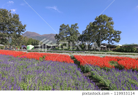 九重丹參 九重丹參 119933114