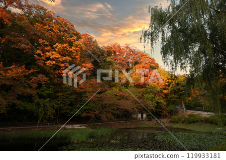 Reflection of the moat at Senshu Park 119933181