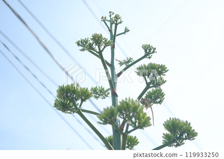 Close up of a green plant on a background of blue sky Close up of a green plant on a background of blue sky 119933250