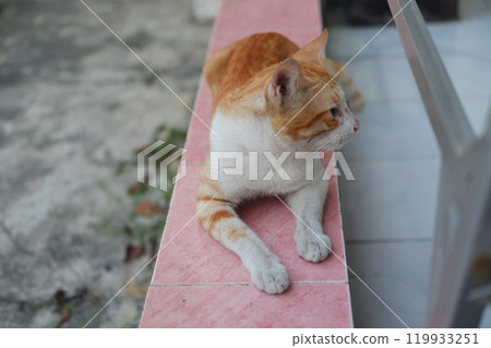 Cute cat sitting on the floor in the park. Selective focus. Cute cat sitting on the floor in the park. Selective focus. 119933251