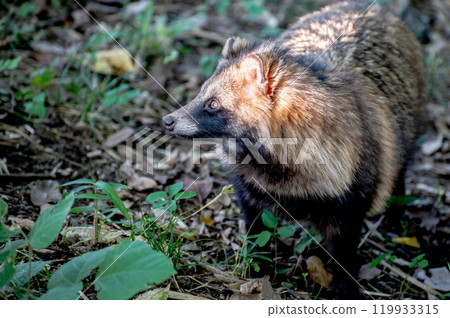 Wild raccoons at Gyotoku Wild Bird Paradise Wild raccoons at Gyotoku Wild Bird Paradise 119933315